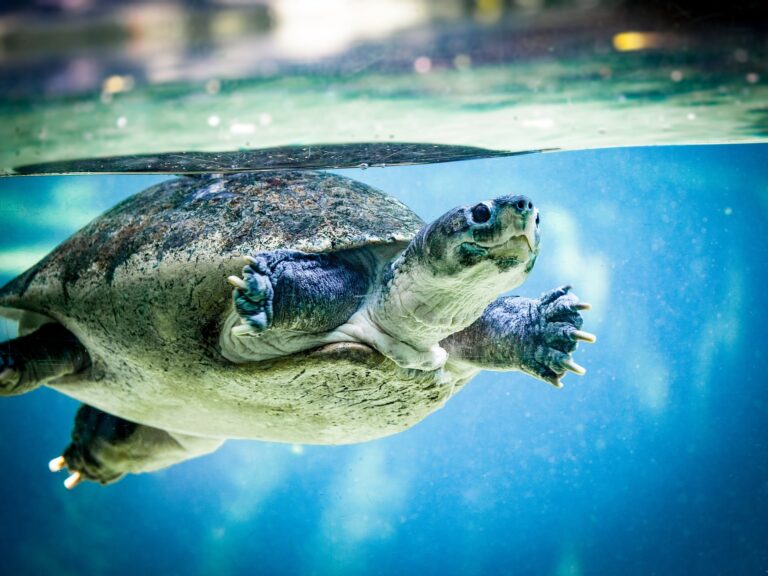 Top Turtle Rescue Projects Around the World